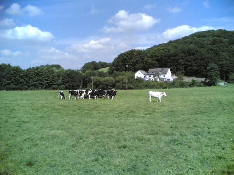 Viva Colonia (21.08.2005 - 04.09.2005) - Crazy SU in Cologne! - 19: Cows...