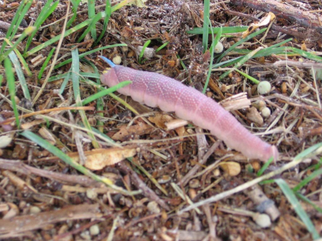 Did the Vikings like to dance ? (24.07.2006 - 06.08.2006) - Evi's pictures 28_07_2006 - 16