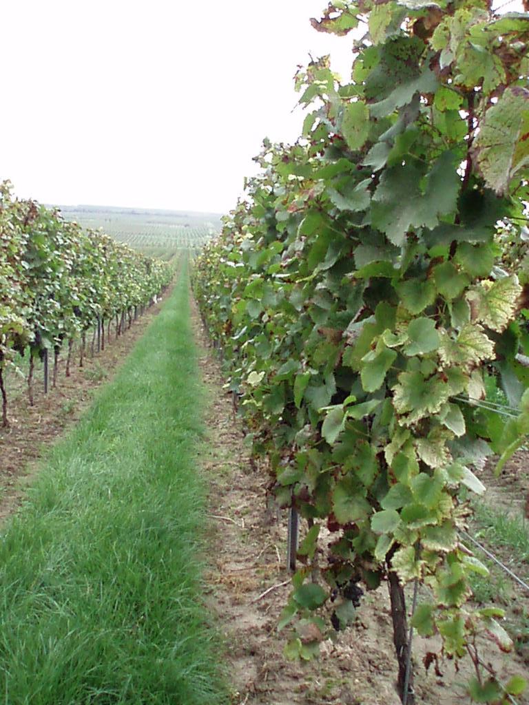 'Uncork your life !' - The Wine-Event (29.09.2006 - 03.10.2006) - Sunday