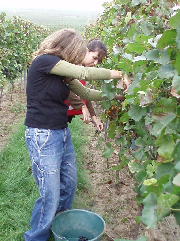 'Uncork your life !' - The Wine-Event (29.09.2006 - 03.10.2006) - Sunday