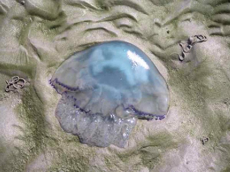 Waterproof (04.08.2003 - 19.08.2003) - WATERPROOF - 272