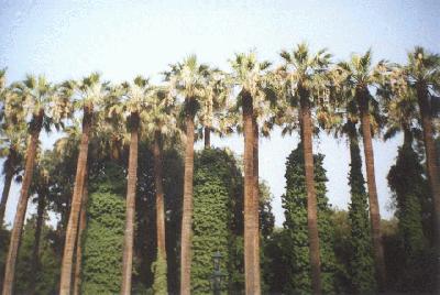 17: Palm trees in the garden