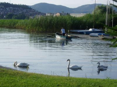 34: daddy swan, mummy swan and kids