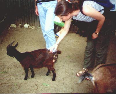 16: Goats at the Zoo.