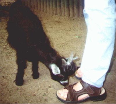 17: The goat likes Jens' foot.